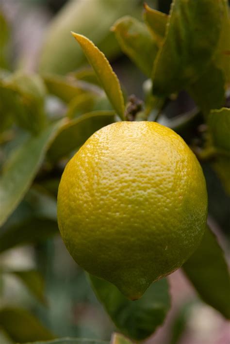 Lemon Fruit Citrus Free Photo On Pixabay Pixabay