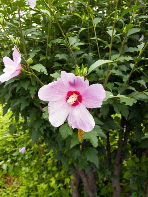 Transplanting A Rose Of Sharon Learn When To Transplant Rose Of Sharon