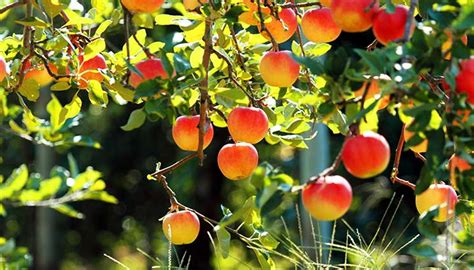 Leaves may be dull like apple tree leaves, or glossy or waxed, like orange tree leaves. How To Plant Bare-Rooted Fruit Trees - The Prepper Journal