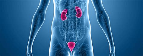 Check spelling or type a new query. Urology | Family Care Hospital