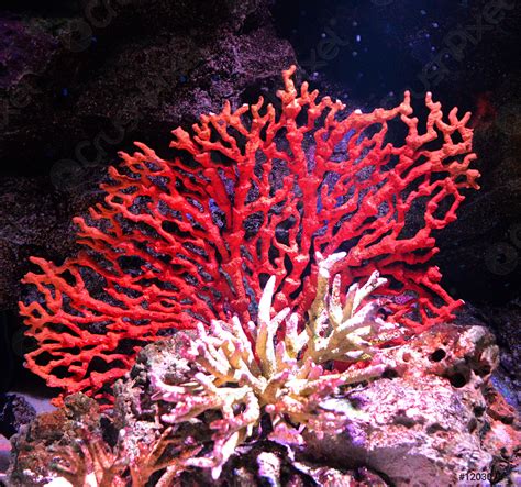 Flower Sea Living Red Coral Reef Growing On The Rocks Stock Photo
