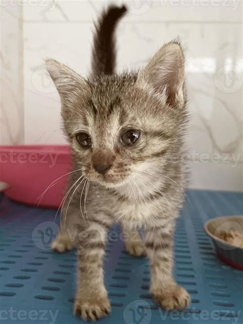 Little tabby cute kitten in the cage in cat shelter. Cat baby crying in