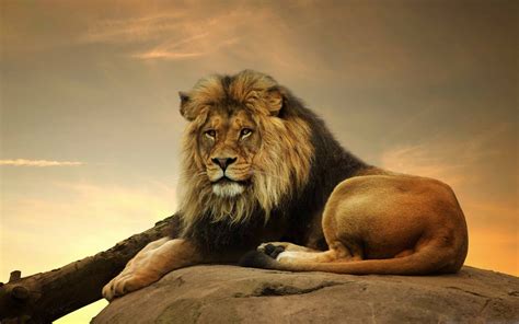 Mac Os X Lion Wallpaper Hd Download Seedatenergy