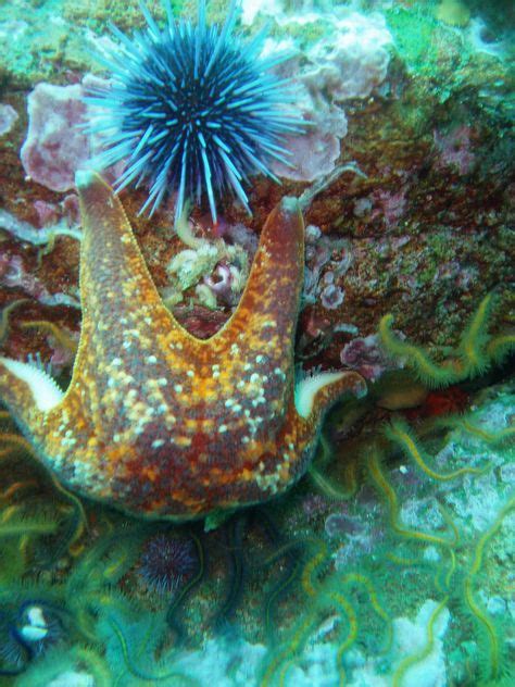 150 Best Marine ⚓ Crustaceans Snails Land And Sea Urchins Images On