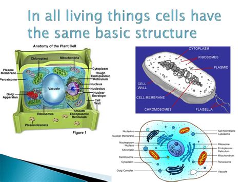 Maybe you would like to learn more about one of these? PPT - AIM: HOW DO ORGANELLES IMPACT A CELL'S ACTIVITY ...