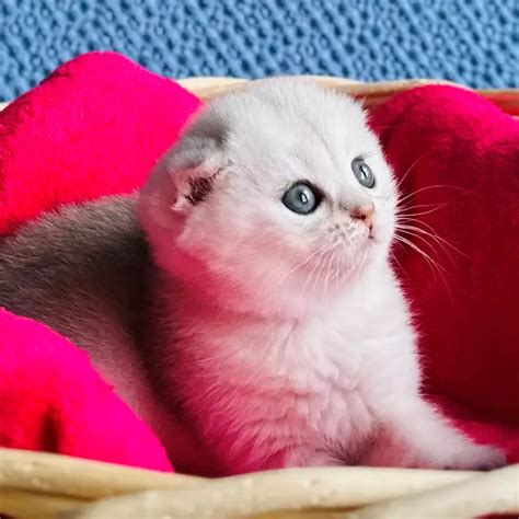 Quincy Scottish Fold Female 2450 Reserved Meowoff Kittens For Sale In Chicago