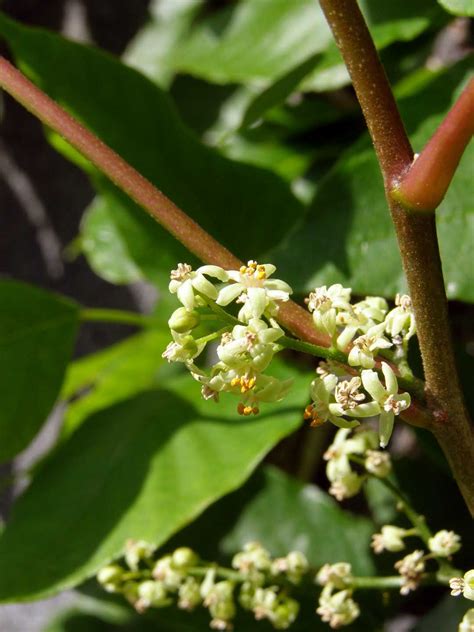 Maybe you would like to learn more about one of these? Pin on Flowers and other things