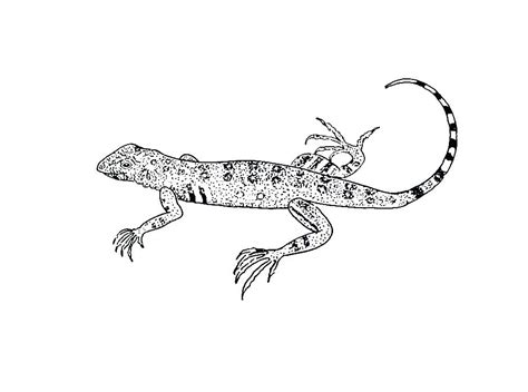 We did not find results for: Gecko Drawing Template at PaintingValley.com | Explore ...