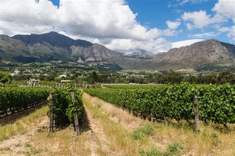 Winery Franschhoek Stock Photo Image Of Dutch Style 43445572