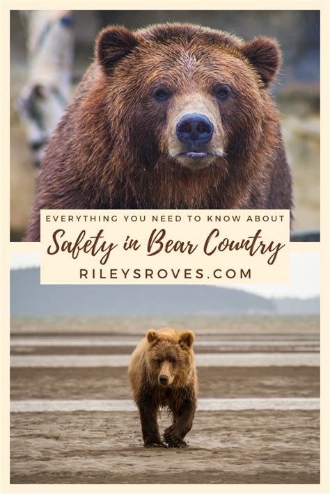 Bear Safety In National Parks Everything You Should Know Bear Safety
