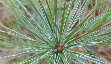Both common species such as the apple, cherry, apricot can be found here, as well as more unique selections like quince, and medlar. Using Georgia Native Plants: Native Evergreen Conifers in ...