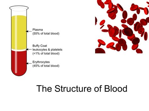 Trace Intact Blood Urine Urine Test Definition Disease Detection And