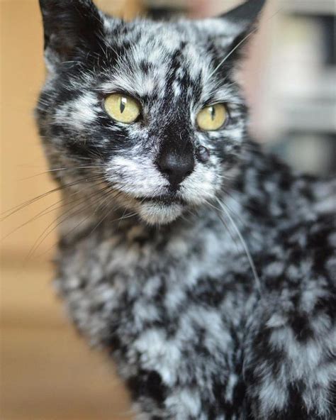 19 Year Old Cats Rare Skin Condition Changes Black Fur Into Brilliant