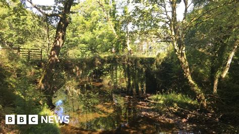Snowdonia Celtic Rainforests Magical New Trail Bbc News