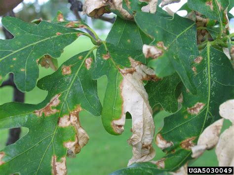 Anthracnose Apiognomonia Errabunda On Oak Quercus Spp