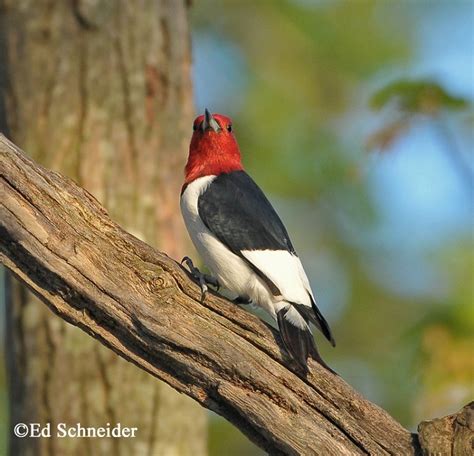 Red Headed Woodpecker State Of Tennessee Wildlife Resources Agency