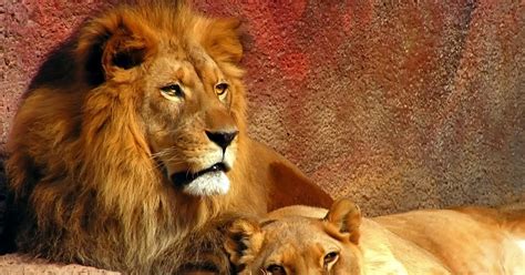 Kinds Of Animals: Lion