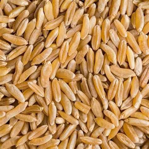 Kamut® wheat has escaped the genetic engineering of modern wheat and traces its pure pedigree back to only 36 kamut® wheat is grown certified organic. Kamut ® Kitchen Kneads