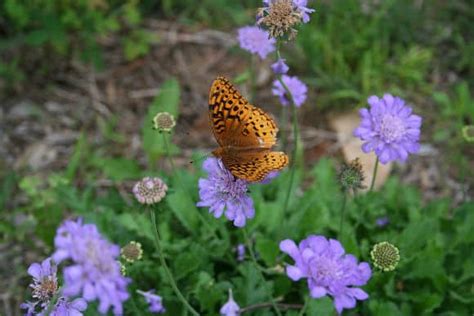 Pincushion flowers for the pollinator garden. Scabiosa Butterfly Blue Perennial Flowers for Butterfly ...