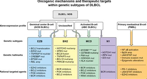 Molecular Classification And Treatment Of Diffuse Large B Cell Lymphoma