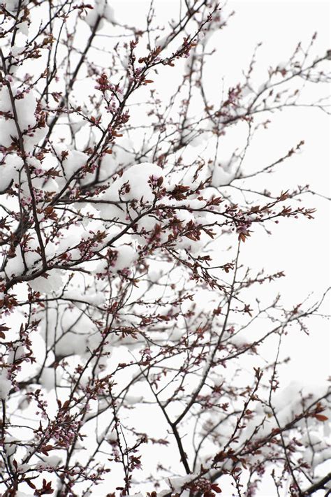 Germany Cherry Blossom Tree In Winter Stock Photo