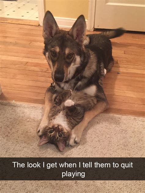 10 Hilarious Animal Snapchats Guaranteed To Make You Laugh Out Loud