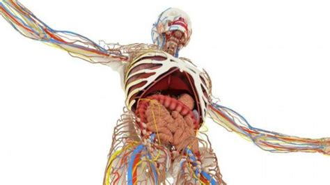 Órganos Y Partes De Nuestro Cuerpo Que No Necesitamos Para Vivir Salud