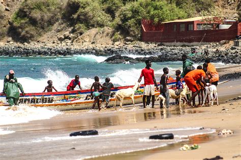 Pirogues Return While Mutons Bathe Senegal Senegalese Boat Goats