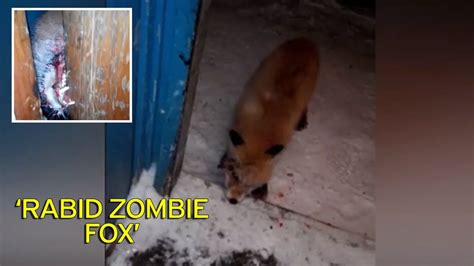 Zombie Fox Covered In Blood And Gore Tries To Bite And Claw His Way