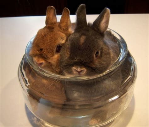 Cute Bunny Pictures That Will Make You Say Aww 30 Pics