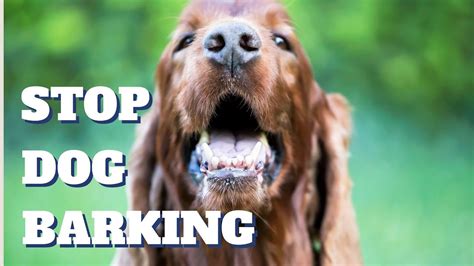 How To Stop And Teach Dog From Barking Why Most Big Aggressive Dogs
