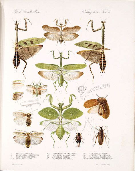 Saussure Praying Mantis Botanical Illustration Illustration Art