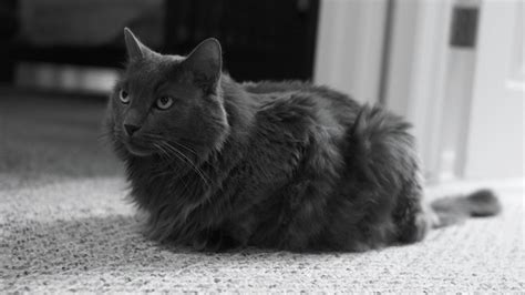 10 Grey Long Haired Cat Breeds Kitty Devotees