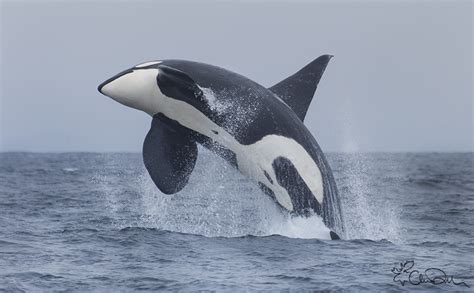 It housed a number of orcas: 07-18-2013: The Incredible Breaching Orca