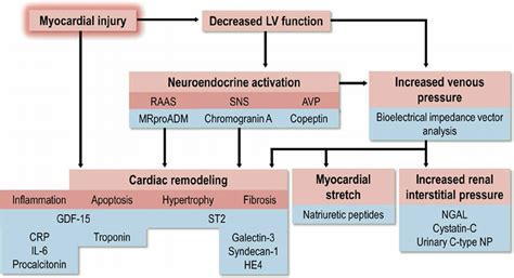The Pathophysiology Of Hypertensive Acute Heart Failure Heart