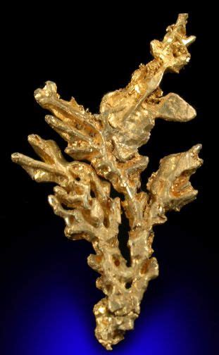 Gold Crystallized From Breckenridge District Summit County Colorado
