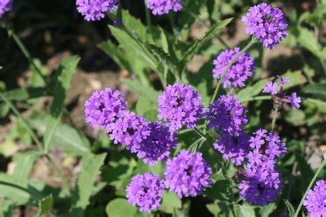 Verbena Rigida Spreng Species