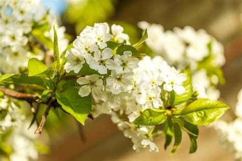 Apple Blossom On Young Branches Stock Photo Image Of Fruit Natural