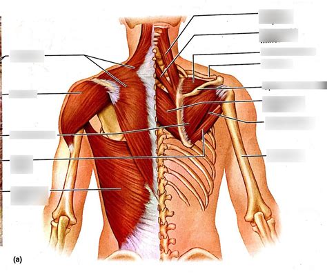 Neck Shoulder And Back Muscles Diagram Quizlet
