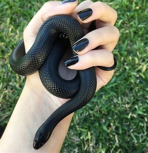 Themoonisupsidedown This Gorgeous Black Snake Tumblr Pics