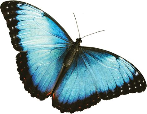 Cropped Cropped Butterflypng Dori Brandt