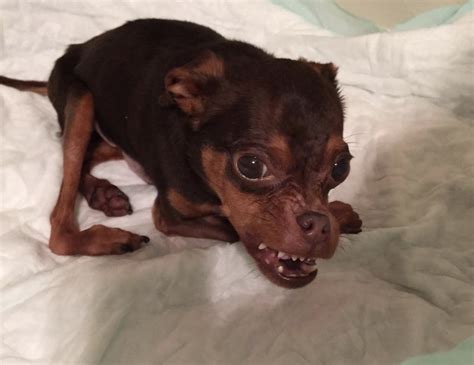 Deformed Dog Gets Neglected On Account Of Adopters Suppose Hes Hideous