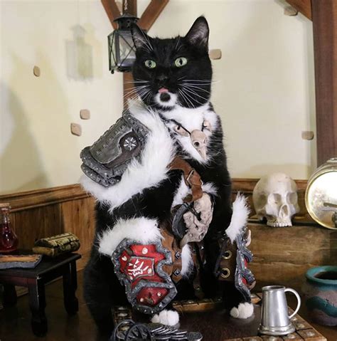 No Cat Is Complete Without A Set Of Battle Armor
