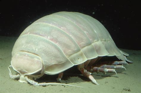 Giant Isopod Animals Monterey Bay Aquarium
