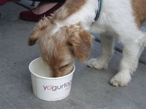 Before buying yogurt for your pet, read its label carefully. 11 Human Foods That You Can Feed Your Pup