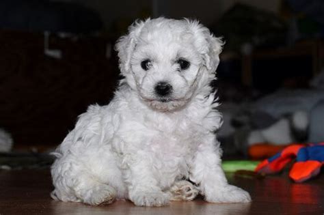 Det betyder at vores hvalpe er beskyttet mod fx parvovirus, som ofte florerer. Bichon Frisé hvalpe - 5 uger gamle - Opslag, billeder og ...