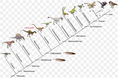 Evolution Of Birds Dinosaur Giganotosaurus Microraptor Png 1470x974px Bird Abiogenesis
