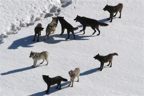 Where Does The Leader Of The Wolf Pack Walk Fauna Facts
