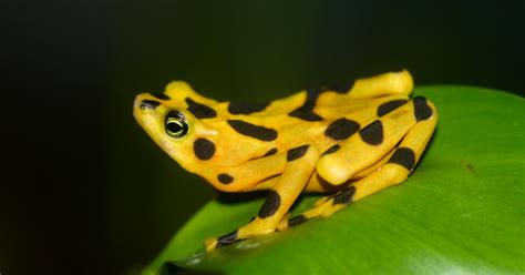 Oh iya buat anak kecil perlu bimbingan orang dewasa yaa . 32++ Gambar Katak Kecil - Gambar Tulisan