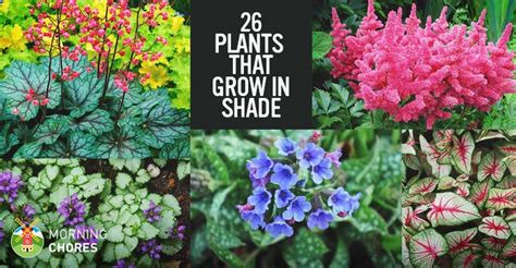 Best Flowering Plants For Shaded Areas Tcworksorg